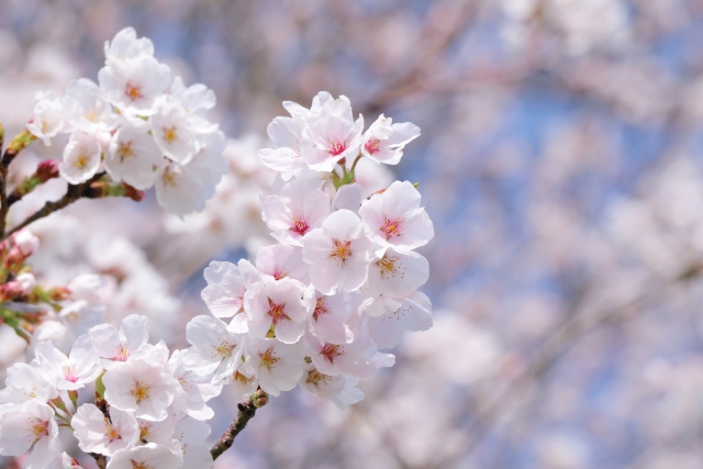 桜